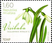 Snowdrop (Galanthus nivalis)