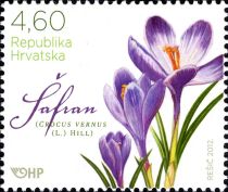 Spring Crocus (Crocus vernus)