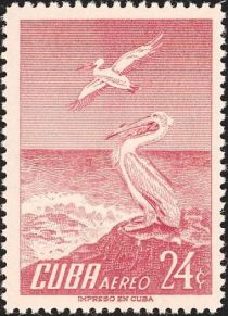 American White Pelican (Pelicanus erythrorhynchus)