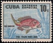 Blackfin Snapper (Lutianus buccanella)