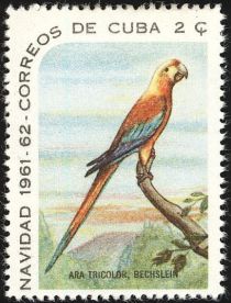 Cuban Macaw (Ara tricolor)