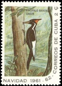 Ivory-billed Woodpecker (Campephilus principalis bairdii)