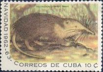 Cuban Solenodon (Solenodon cubanus)