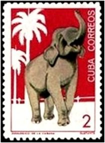 Asian Elephant (Elephas maximus)