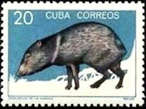 Collared Peccary (Dicotyles tajacu)