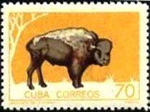 American Bison (Bos bison)