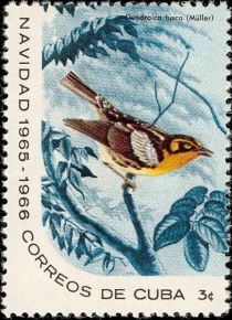 Blackburnian Warbler (Dendroica fusca)