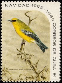 Blue-winged Warbler (Vermivora pinus)