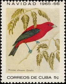 Scarlet Tanager (Piranga olivacea)