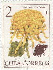 Chrysanthemum hortorum