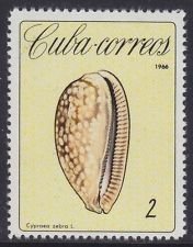 Measled Cowry (Cypraea zebra)