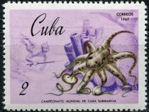 Octopus (Octopus sp.)