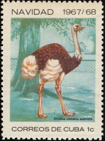 Southern Ostrich (Struthio camelus australis)