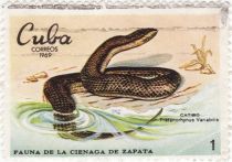 Caribbean Water Snake (Tretanorhynus variabilis)