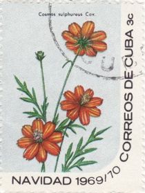 Cosmos sulphureus