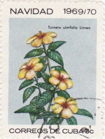 Turnera ulmifolia