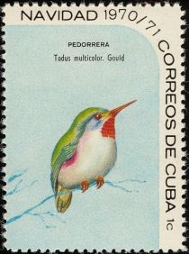 Cuban Tody (Todus multicolor)