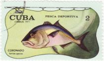 Amberjack (Seriola sp.)