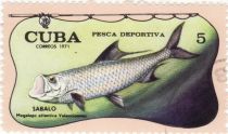 Tarpon (Megalops atlantica)