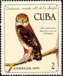 Cuban Pygmy-Owl (Glaucidium siju)