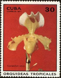 Cypripedium solum