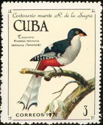 Cuban Trogon (Priotelus temnurus)