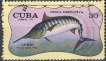 Atlantic Blue Marlin (Makaira ampla)