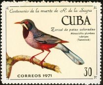 Red-legged Thrush (Mimocichla plumbea rubripes)