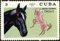 Criollo Horse (Equus ferus caballus)