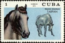 Tarpan (Equus ferus ferus)