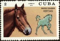 Kertag (Equus ferus caballus)