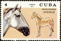 Andalusian (Equus ferus caballus)