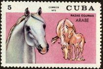 Arabian Horse (Equus ferus caballus)