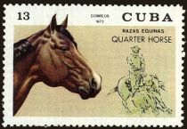 Quarter Horse (Equus ferus caballus)