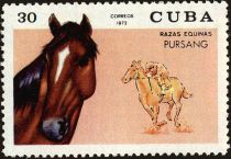 Pursang (Equus ferus caballus)