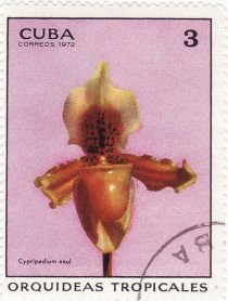 Cypripedium exul