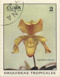 Cypripedium doraeus