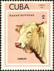 Charolais (Bos primigenius taurus)