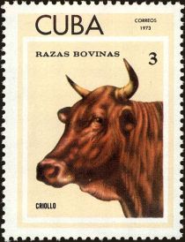 Criollo (Bos primigenius taurus)