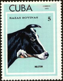 Holstein Cattle (Bos primigenius taurus)