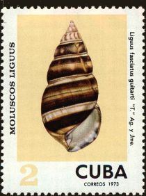 Cuba Tree Snail (Liguus fasciatus guitarti)