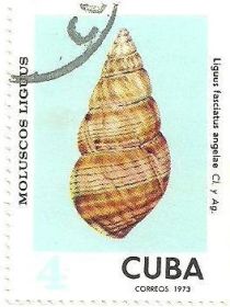 Cuba Tree Snail (Liguus fasciatus angelae)