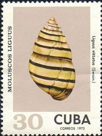 Liguus Tree Snail (Liguus vittatus)