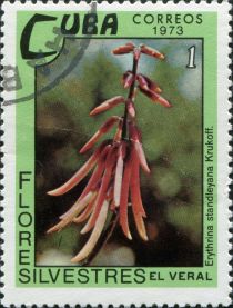 Erythrina standleyana