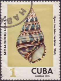 Cuba Tree Snail (Liguus fasciatus fasciatus)