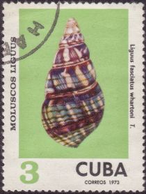 Cuba Tree Snail (Liguus fasciatus whartoni)