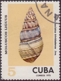 Cuba Tree Snail (Liguus fasciatus trinidadense)