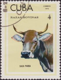 Suiza Parda (Bos primigenius taurus)