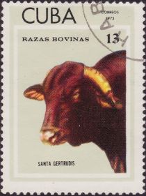 Santa Gertrudis (Bos primigenius taurus)