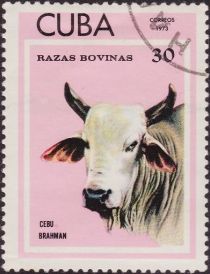 Brahman Cattle (Bos primigenius indicus)